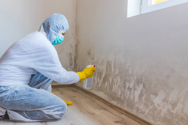 Licensed Mold Testing service in Benzonia, MI - WQB Mold Removal